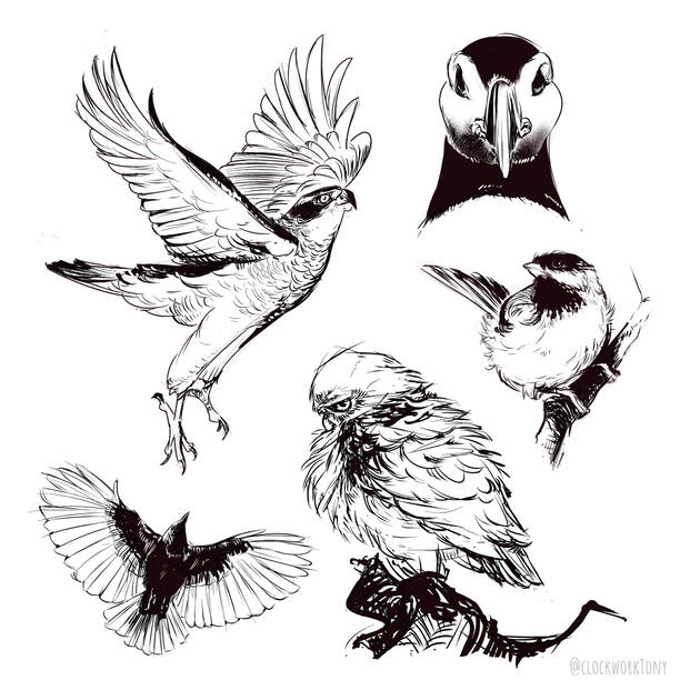 Birds Birds